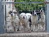 Allevamento Cani da Guardia e Protezione Familiare. Verbania, Alessandria, Asti, Biella, Novara, Torino, Vercelli, Aosta